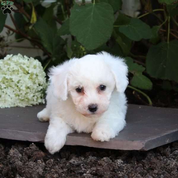 Michelle, Bichon Frise Puppy